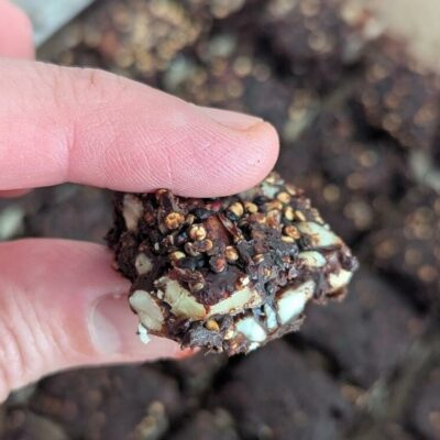 barre de chocolat au quinoa noisettes et raisins secs