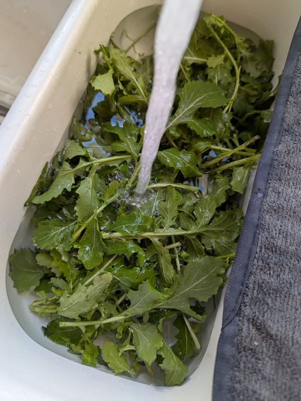 Nettoyage de la roquette à l'eau claire