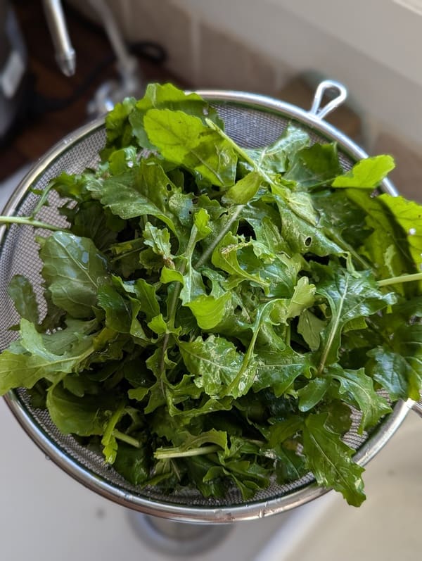 Essorer la roquette pour éliminer l'humidité