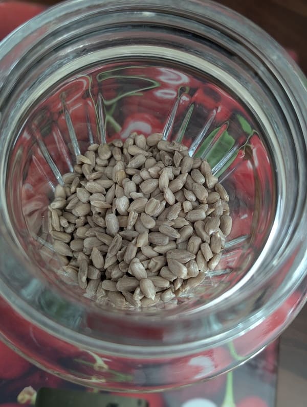 graines de tournesol dans la bol du mixeur