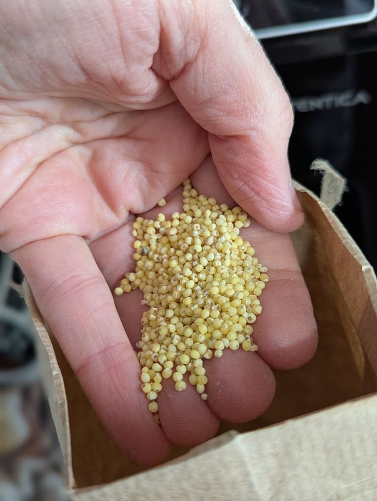graines de millet