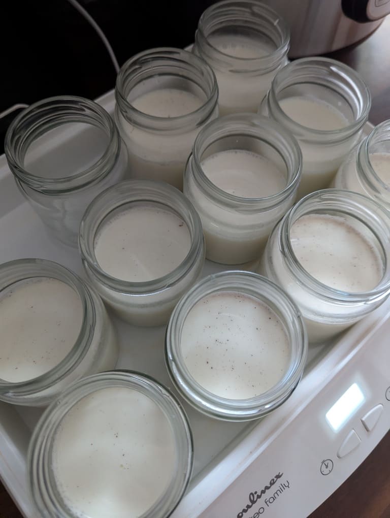 yaourtière avec 10 pots de yaourts vanille