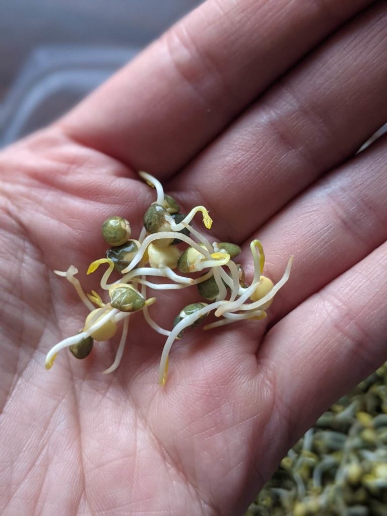 bienfaits nutritionnelle des graines germées