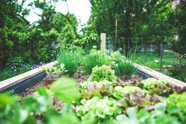 avantages des carrés potagers